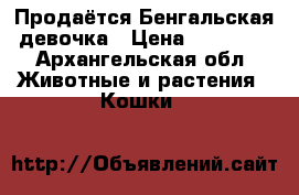 Продаётся Бенгальская девочка › Цена ­ 10 000 - Архангельская обл. Животные и растения » Кошки   
